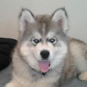 Meet your Posher, Tabitha